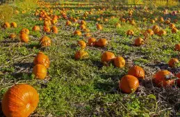 How To Plant Harvest Cure And Store Pumpkins And Winter Squash