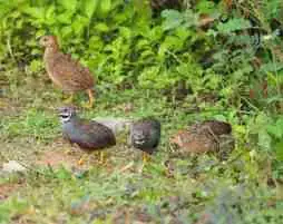 Can I Raise Quail With Chickens