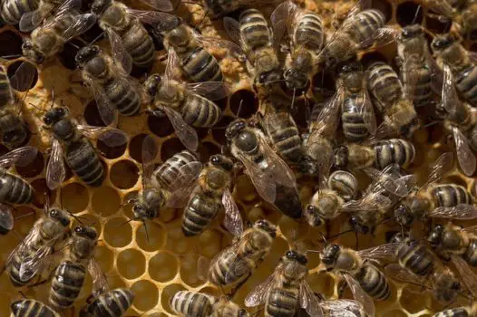 What are Saskatraz Bees? Are They an Answer to Colony Collapse?