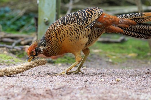 Male Golden Pheasant eating in the yard.
