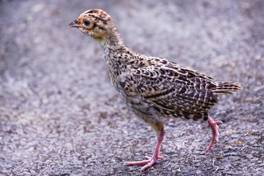 Adolescent pheasant chick