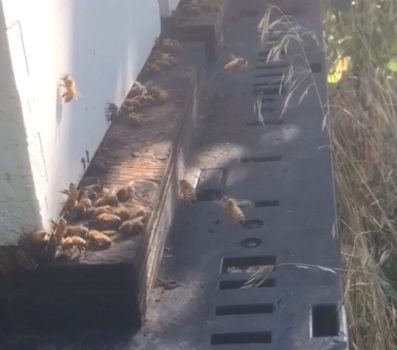 saskatraz honey bee hive in mid June