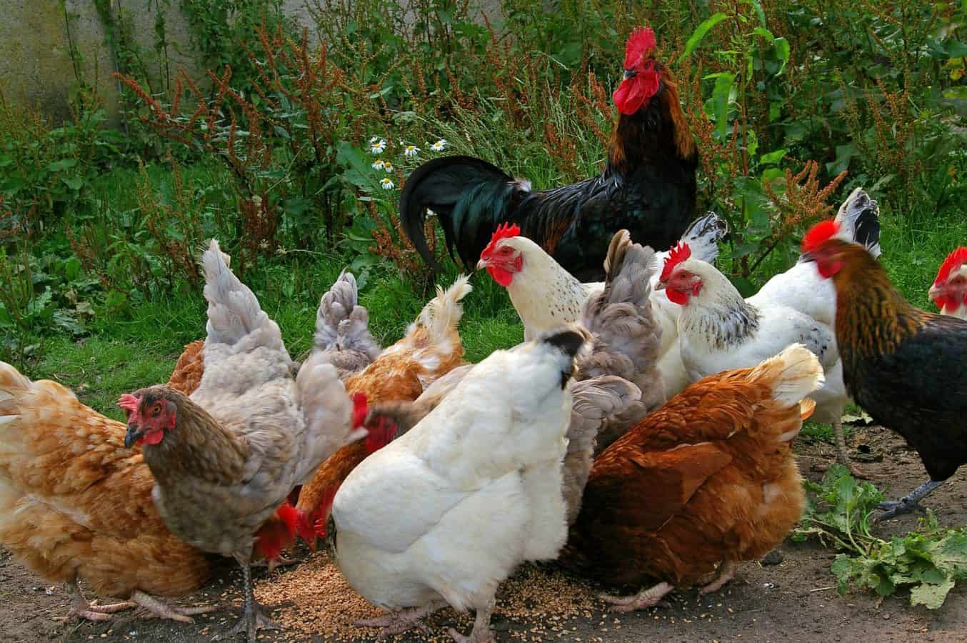 Seven Essentials for Starting Your own Backyard Chicken Flock