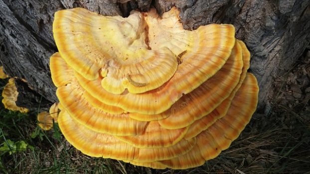 Beneficial Reishi Mushroom