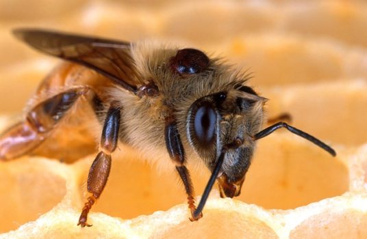 Varroa Mate infected Honey bee