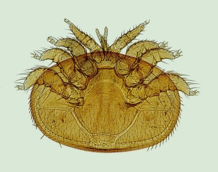 Honey Bee Parasite Varroa Mite