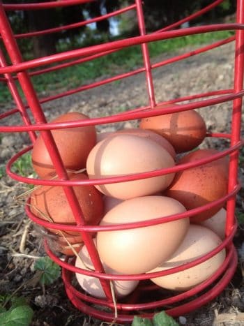 Gathered Farm Fresh Brown Eggs
