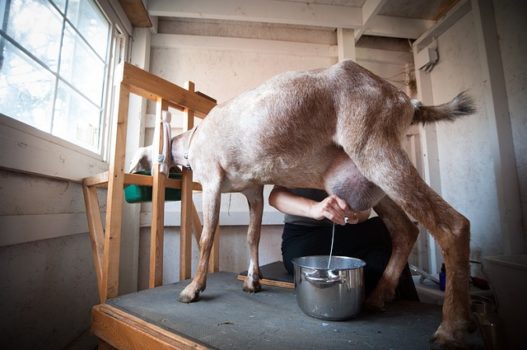 Hand Milking a Dairy Goat