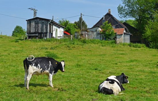 Homestead Holstein Cows in Pasture