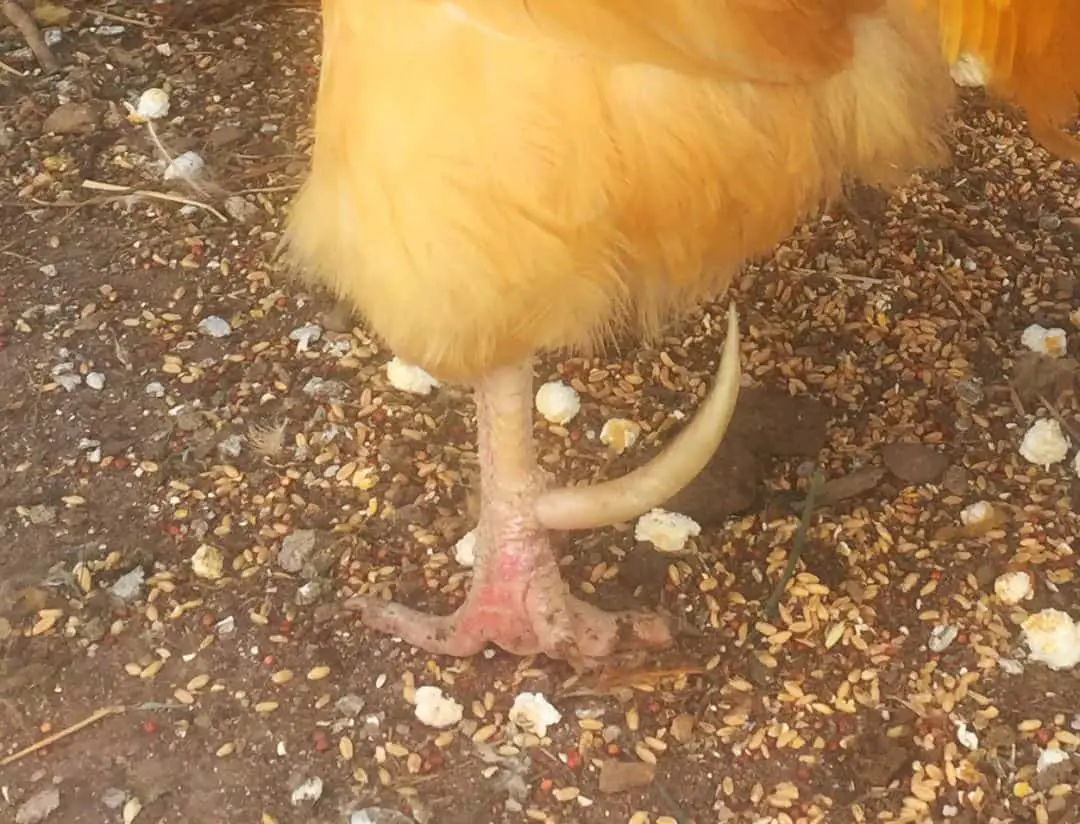 How to Remove Rooster Spurs