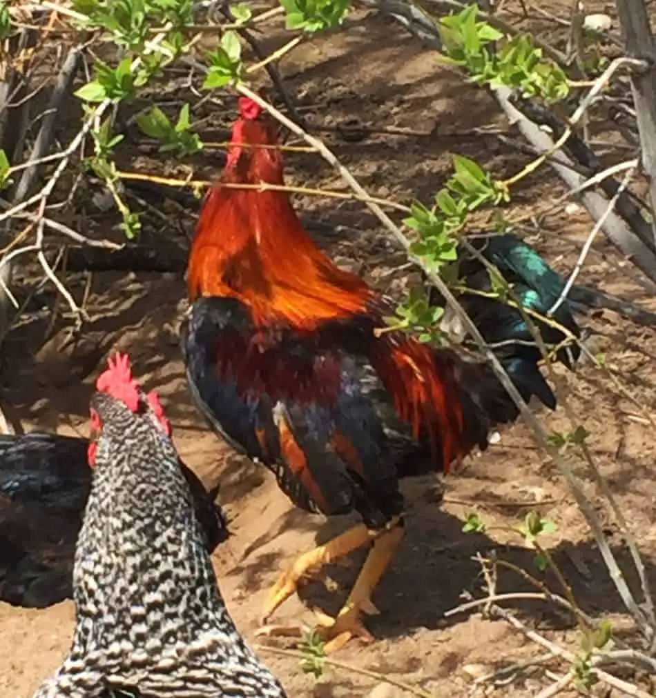 How to Remove Rooster Spurs