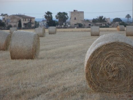 Rolled Straw Bales in the field