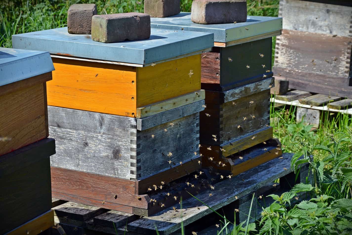 bee hives cost