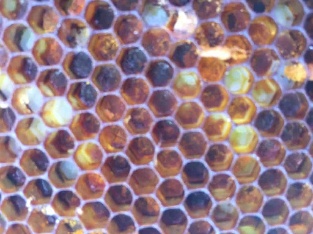 Honey bee bread cells