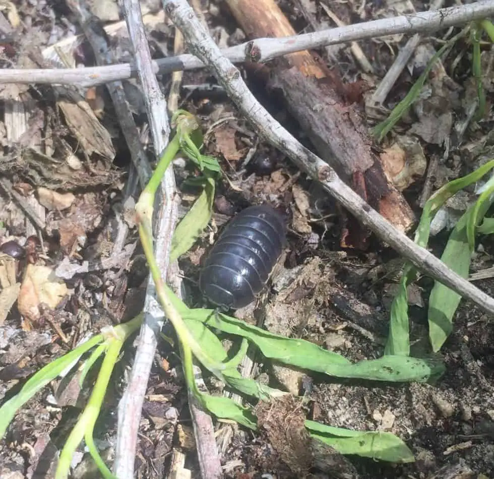 Are Pill Bugs, Roly Poly Bugs, or Potato Bugs Bad for My Garden?