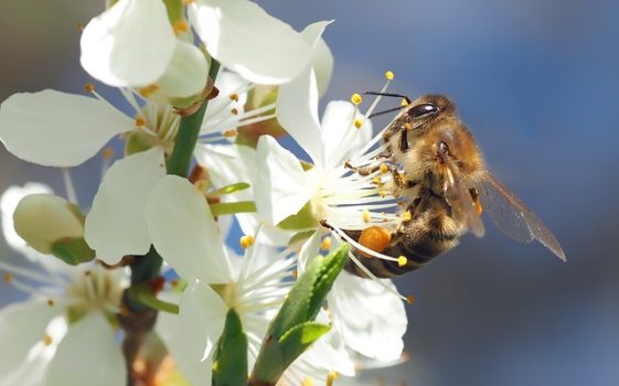 Honey Bee on a tree blossom.