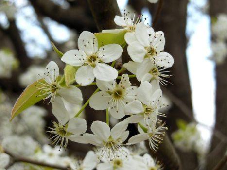 Ornamental Bradford Pear Tree Blossom