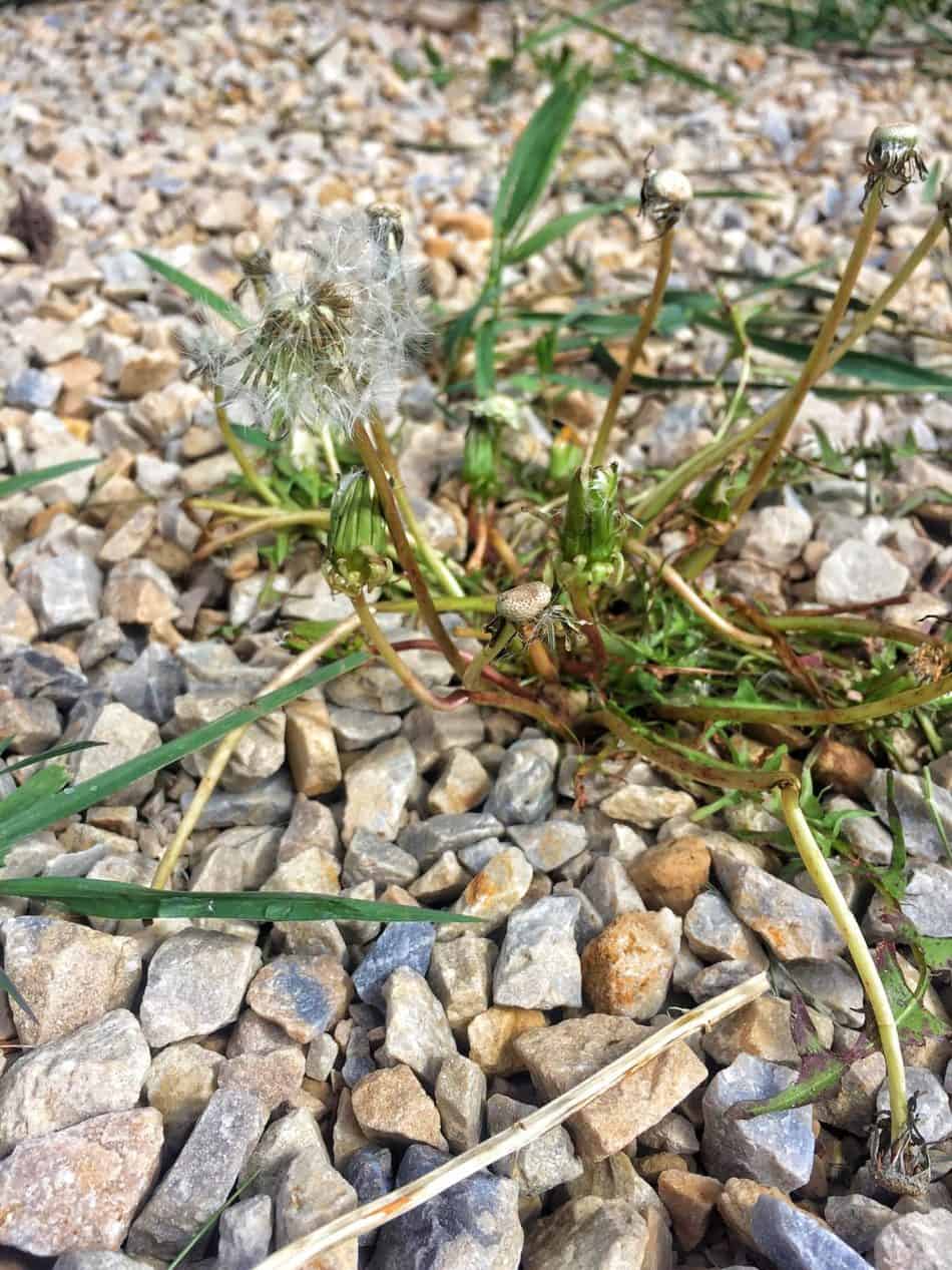 Are Dandelions Really all that Bad?