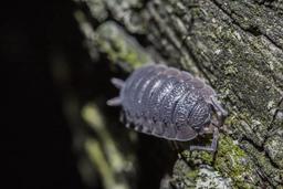 pill bugs in my vegetable garden