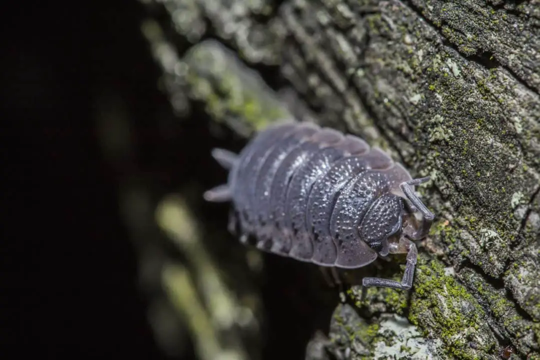 Are Pill Bugs, Roly Poly Bugs, or Potato Bugs Bad for My Garden?