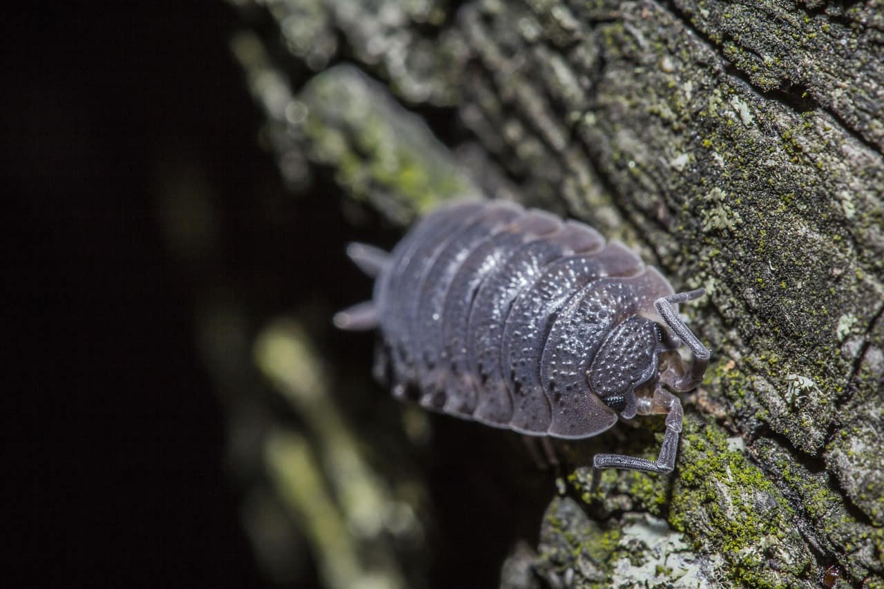 Are Pill Bugs, Roly Poly Bugs, or Potato Bugs Bad for My Garden?