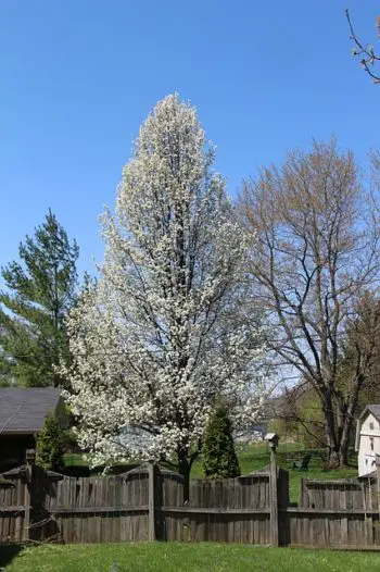 Ornamental Flowering Bradford Pear Tree