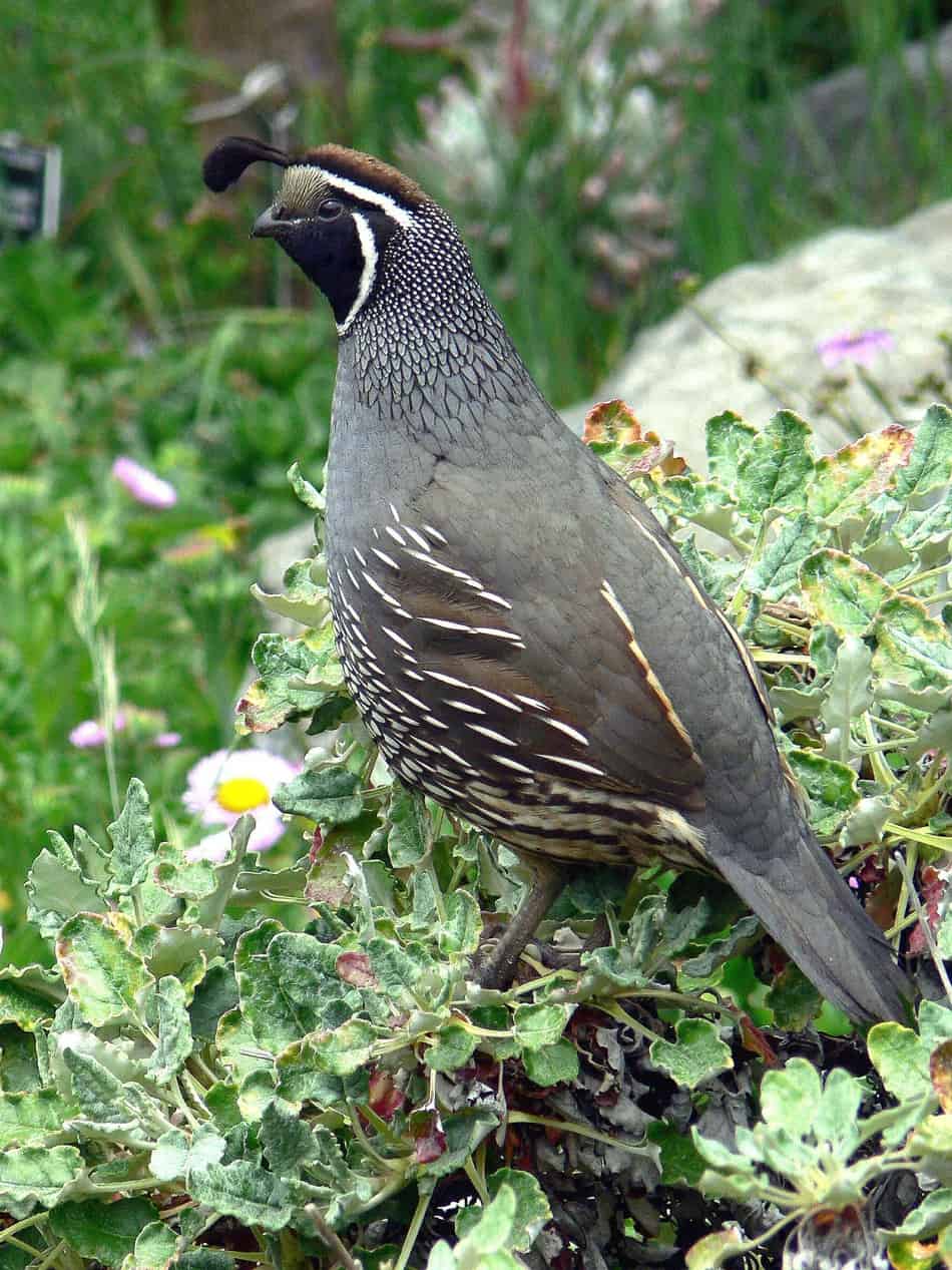 can-i-raise-quail-with-chickens