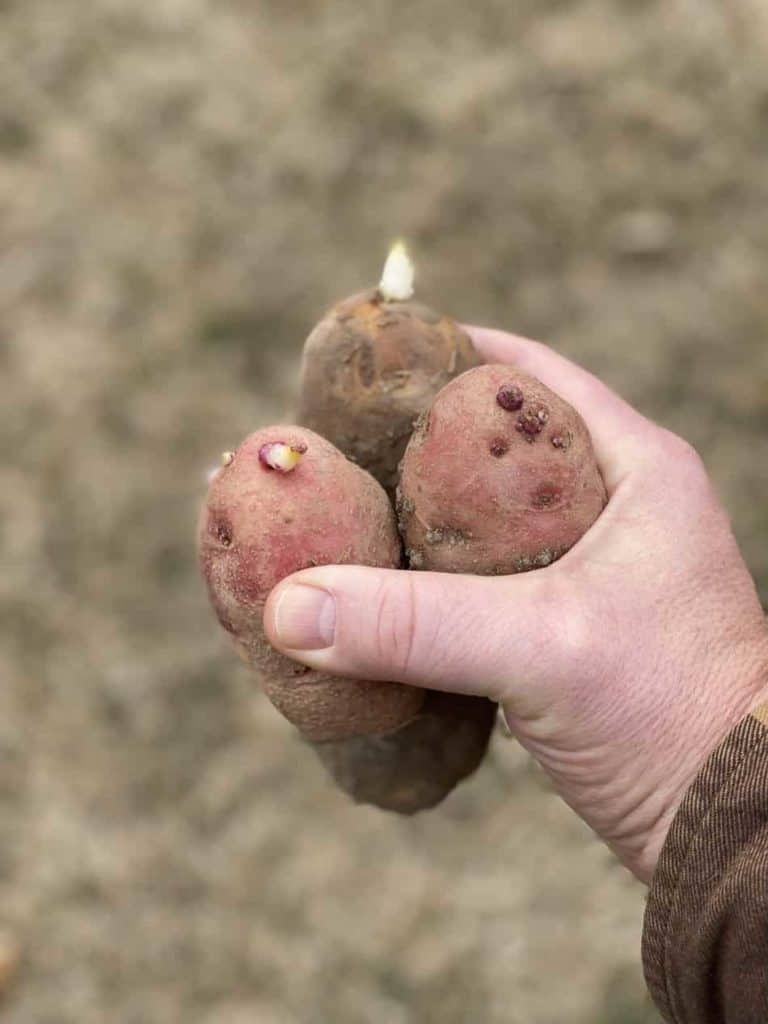 What S Up With Potato Sprouts