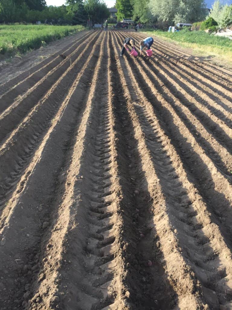 Potato furrows
