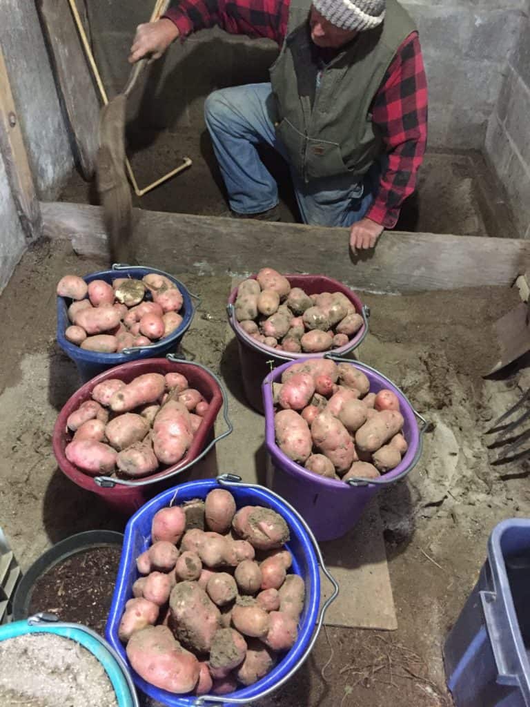 Potatoes in plastic buckets