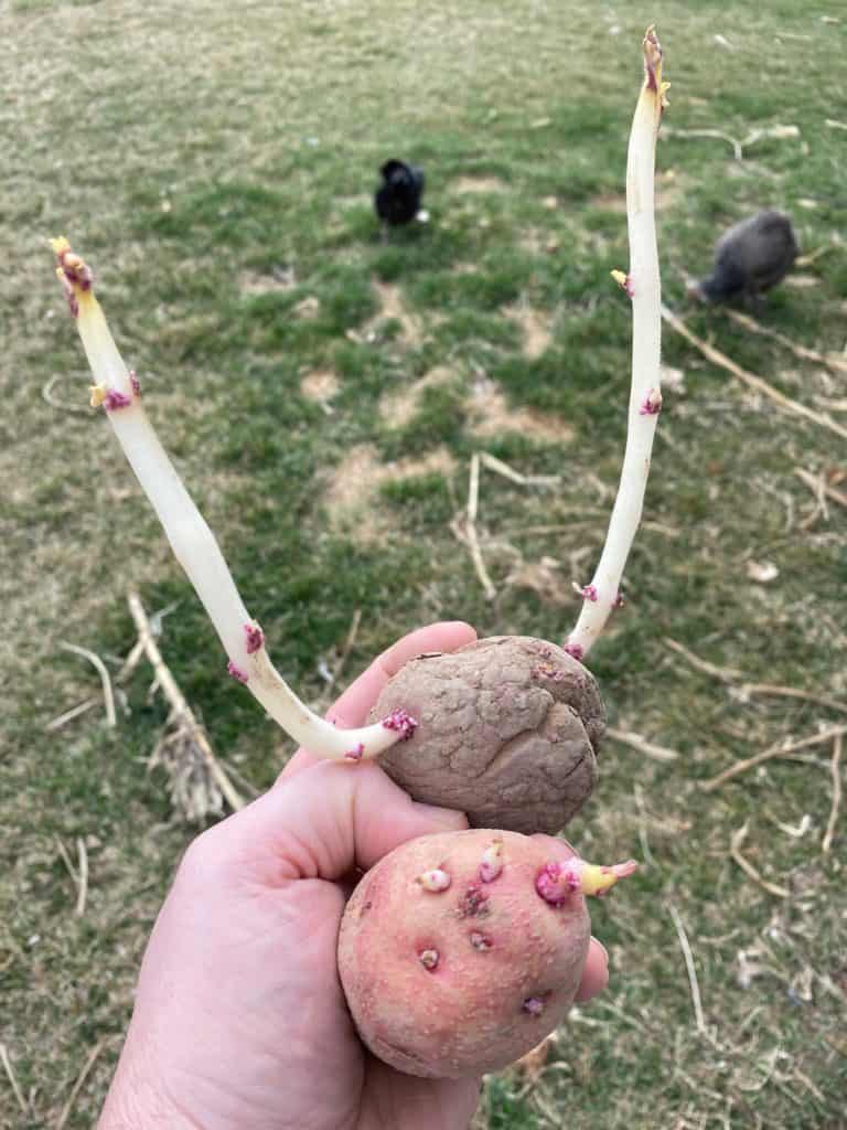 What S Up With Potato Sprouts