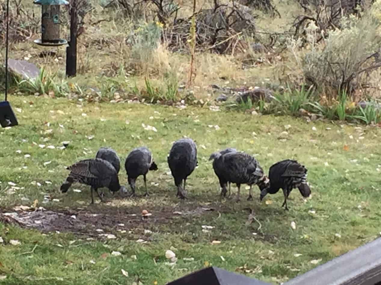 Can You Raise Turkeys with Chickens?