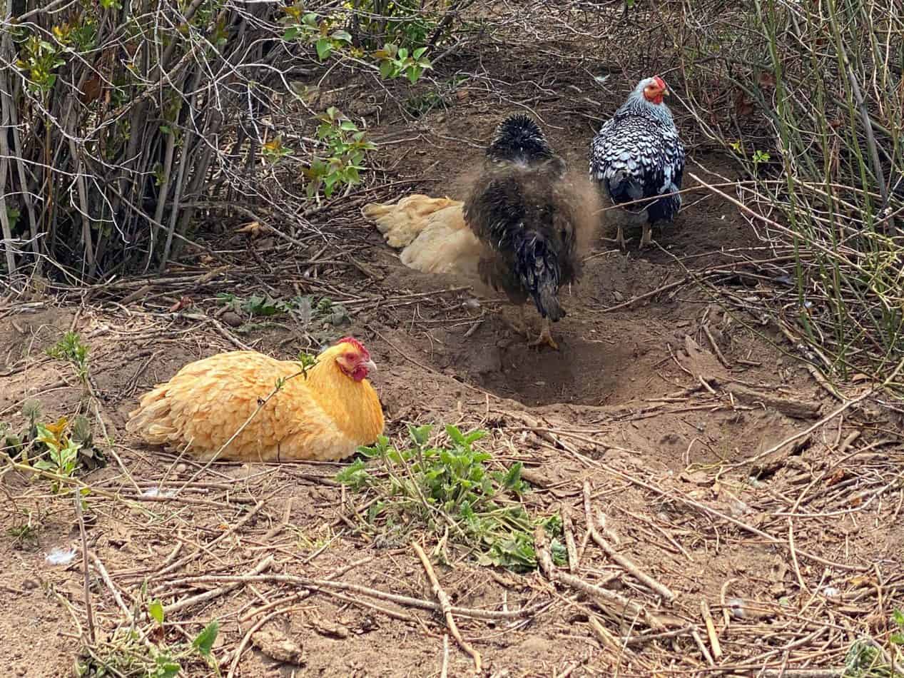 Why do Chickens use Dust Baths? (and) How to Make a Chicken Dust Bath