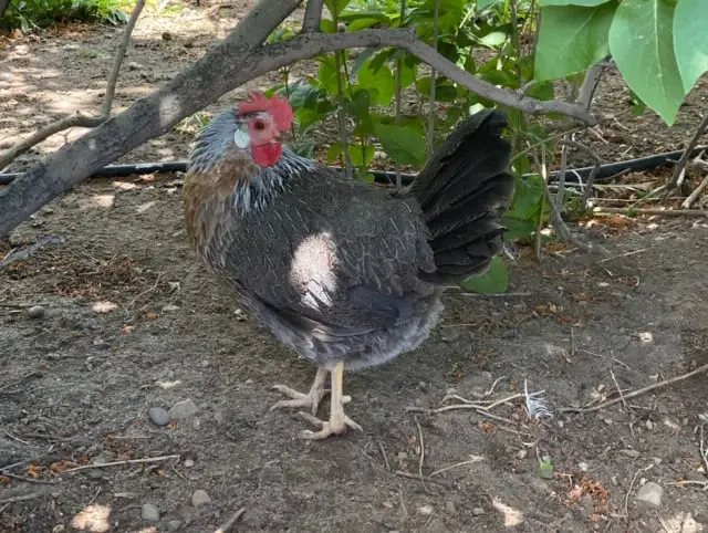 how-long-do-bantam-chickens-live